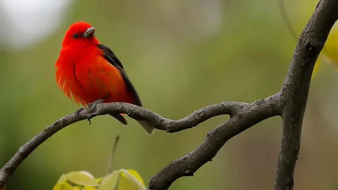 Ormanda kuş gözlemcisi, Merlin Bird ID uygulamasıyla kuş türlerini tespit ediyor.